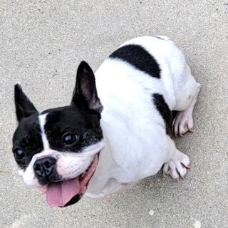 フレンチの女の子