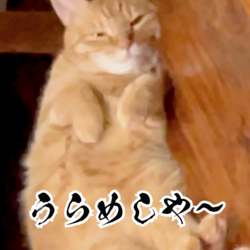 「前足と光を駆使してガンバる夏」サムネイル2