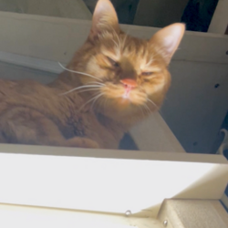 「前足と光を駆使してガンバる夏」サムネイル3