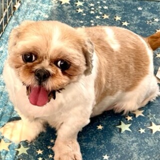 シーズー女の子