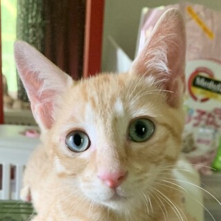 ①おいも　4ヶ月　茶トラ　ブルーアイ　雄　甘えん坊