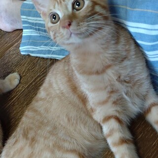 譲渡会でご縁が繋がりました☆茶トラのかずちゃん