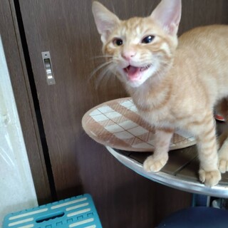 兄妹と同じおうちへ譲渡決定☆茶トラのきよちゃん