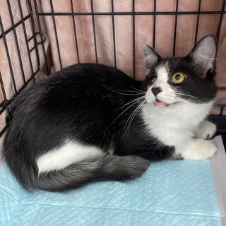 イケニャンハチワレ柄甘えん坊オレオ君