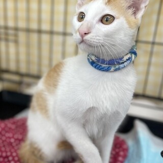 人馴れ抜群！茶白男の子もなか君