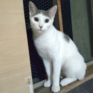 地元でご縁がありました☆かわいい☆よしのちゃん