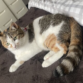 お喋り大好き三毛猫さん【トライアル決定♡】