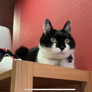 飼育困難から。大人しくとてもいい子☆