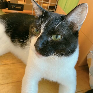 落ち着きのあるおとな猫ハン君★５歳オス★黒白