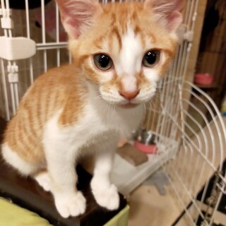 可愛い茶白の男の子です