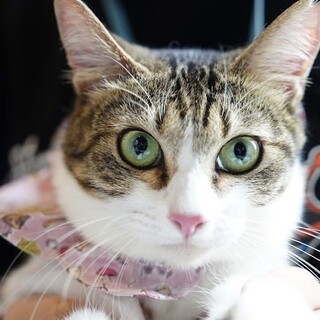 野良出身の、くいしんぼキジ白女子