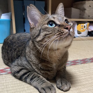 ごろんと甘えるベンガル似？キジ男子(不妊手術済)