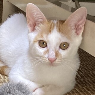 みかんちゃん、ライムくん兄弟緊急里親募集中！