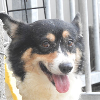 コーギー女の子