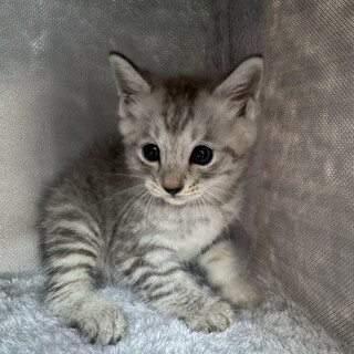 【子猫】サバトラちゃん
