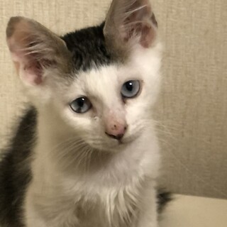 【申し込み対応中】珍しい瞳の男の子です