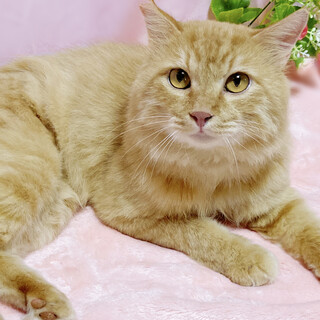 ふわふわ長毛♪添い寝してくれる『テトラさん』３歳