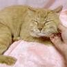 ふわふわ長毛♪添い寝してくれる『テトラさん』３歳 サムネイル4