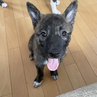 つぶらな瞳がチャーミングな瑠夏❤️野犬にも家族を