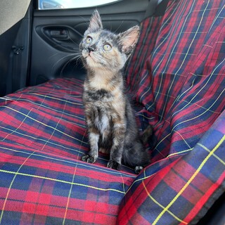 小さなサビちゃん3ヶ月♀