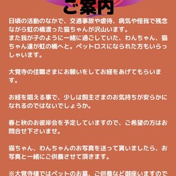 ねこの譲渡会&秋のお彼岸会 サムネイル3