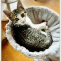 猫にも人にも甘え上手な❤️可愛いい　くうちゃん