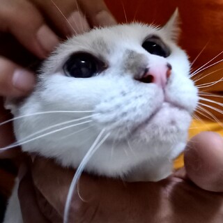 私を撫でで♥抱っこして！いつでも甘えん坊にゃんたん