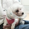 マルチーズ女の仔ミミちゃん、2.5キロ サムネイル3