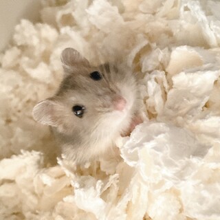 生後半年ジャンガリアンハムスター　メス