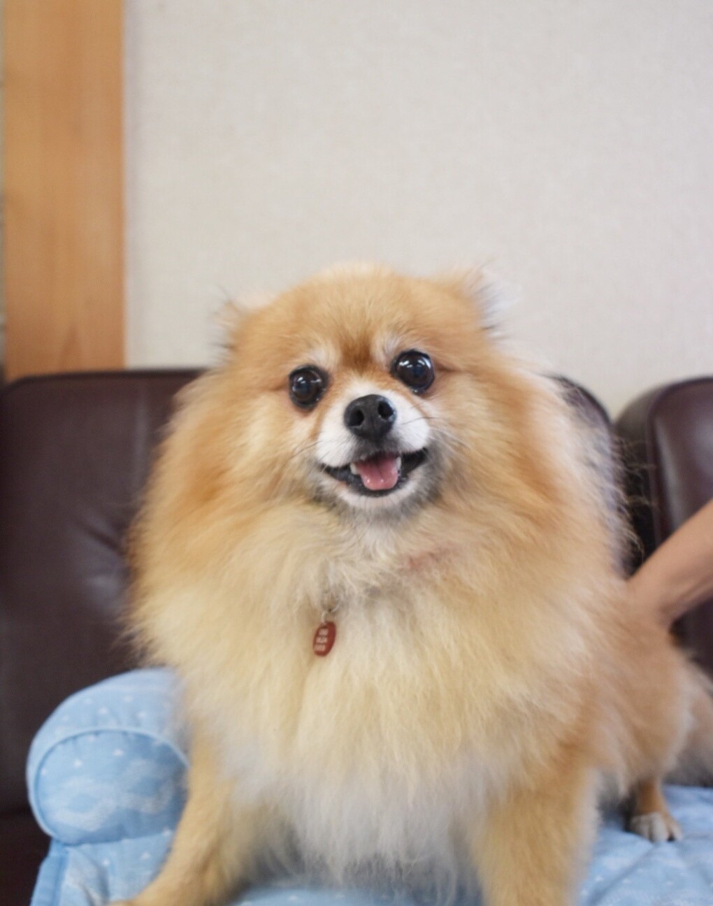 ポメラニアン ８歳 ロー 大阪府 犬の里親募集 ペットのおうち 月間利用者150万人