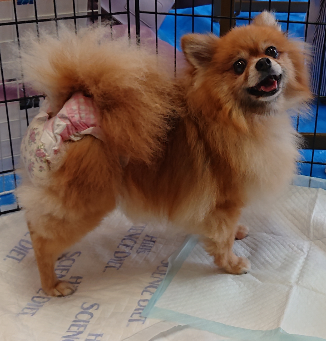 ポメラニアン ８歳 ロー 大阪府 犬の里親募集 ペットのおうち 月間利用者150万人