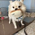 【里親決定】チワワのむさしくん