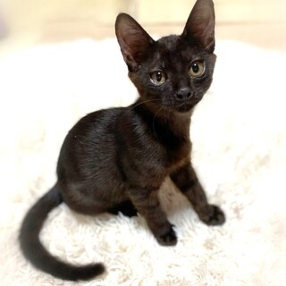 スモーク黒トラ・男の子