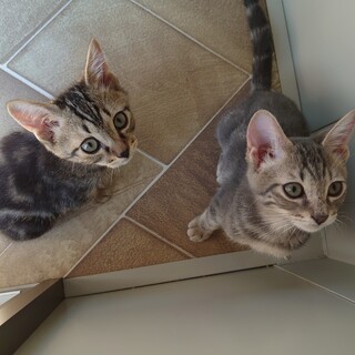 アメショー柄　ベティ＆ケント　2ヶ月