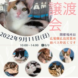 保護ねこ☆小さな譲渡会