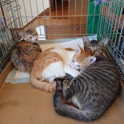 保護ねこ☆小さな譲渡会 サムネイル2