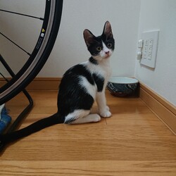 保護ねこ☆小さな譲渡会 サムネイル3