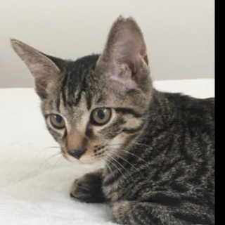 とても可愛い子です！　あんなちゃん