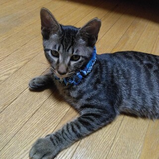 ゴロゴロ甘えん坊で遊ぶの大好き　ロキくん