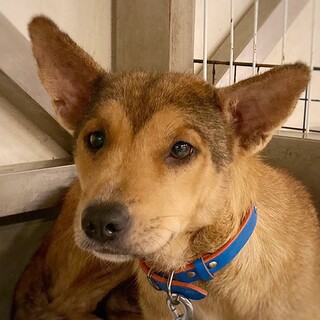 【相談中】ママになった穏やかわんこ　なのよちゃん