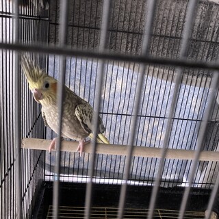 実家で飼っているオカメインコの里親募集