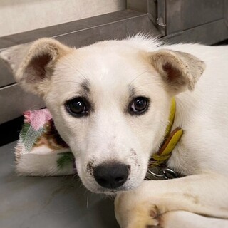 【相談中】クリーム色の美人さん　あかなえちゃん