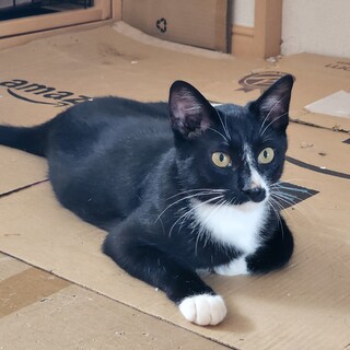 12/4石巻で里親探し会！「ちょび」♂