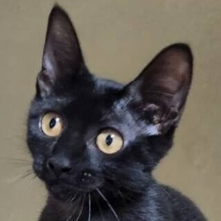 【嵐にも耐えた四姉妹】すもも