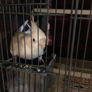 実家で飼っているオカメインコ里親募集②