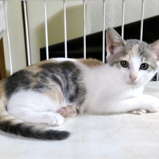 パステル三毛、3ヶ月子猫。