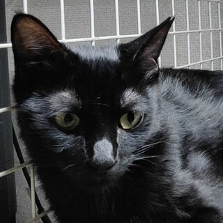 いつも誰かにくっついいたい！黒猫ののぞみちゃん❣️