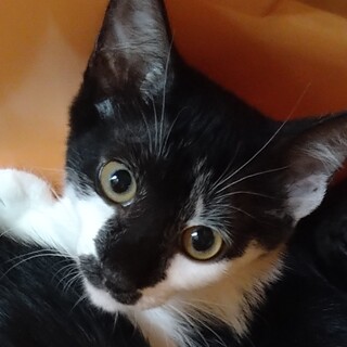 稀有な柄で一目で分かるゆずちゃん