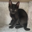 【兄弟譲渡】黒猫ちゃん♀