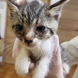 【急募】かわいいキジ白ちゃん